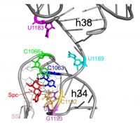 16S rRNA Mutations