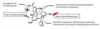 Molecular structure of the new near infrared fluorescent labeling agent PREX 710 with a linkage site for a biomolecule. 