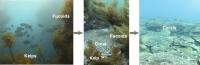 Underwater photos showing the shift from temperate communities dominated by macroalgae beds (kelp and fucoids) (left), to the transitory cohabitation with tropical corals (middle), to coral reefs (right).  