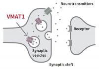 Evolution of psychiatric disorders and human personality traits