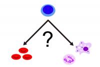 To be or not to be a white blood cell, that is the question
