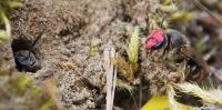 Lasioglossum baleicum used in study