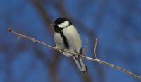 Female Japanese great tit