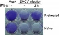 Cell survival under different pretreatment conditions.