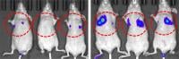 TRIM29 knockdown in mice