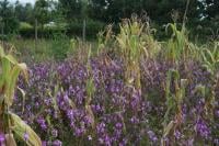 Corn field infested by the parasitic plant, Striga