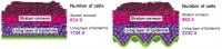 Epidermal growth simulations