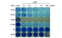 Cancer cells and healthy cells infected with the dl355 virus