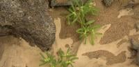 Plant Picture