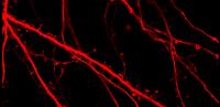 Brain_1