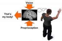 What and where in the processing of body-part information