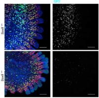Sox8 protein comparison