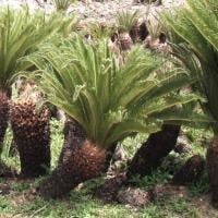 Cycad plants 