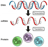 Infographic showing the process of transcription and translation from DNA to RNA to protein.