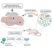 Prebiotics-Induced Gut GABA: A Potential Therapeutic Approach for GABA-Related Brain Disorders