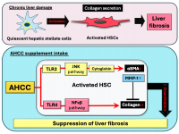 How AHCC might inhibit activation of hepatic stellate cells