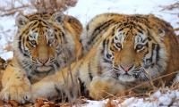 Amur tigers in Russia. 