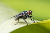 The household fly
