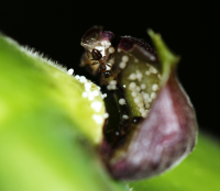 Crematogaster ant