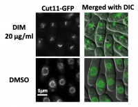 DIM damages nuclear membrane in fission yeast 