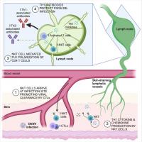 How natural killer T cells shape the immune response to dengue virus
