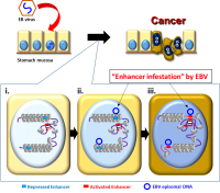 Schematic model of Epstein-Barr virus enhancer infestation model in EBV-associated gastric cancer.