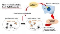How venetoclax helps body fight leukemia