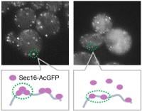 Yip3 inhibits Sec16 assembly into the ERES. When Yip3 is overexpressed, formation of the ERES by Sec16-AcGFP (fluorescent-tagged Sec16) is inhibited (right, when compared to wild type strains (left). (Kazuki Hanaoka, Mitsuki Nakazato, Philipp Schlarmann et al, Nature Communications, July 3, 2026). 
