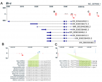 Enhancer regions containing tramtrack (ttk)-binding sites