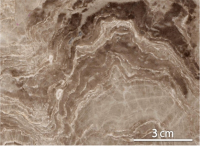 Stromatoporoids: Alternating layers of stromatoporoids (black to dark gray) and Chaetetes (light gray) in an upwardly convex structure