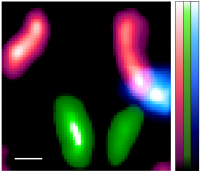 Fig 4d