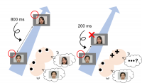 Infants could identify two faces when the temporal interval between them was 800 ms, but they could identify only the first target (overlooked the second target) when the separation was 200 ms, thus demonstrating the attentional blink