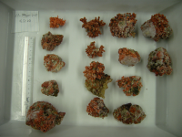 Pebble-like rhodoliths, which form a hidden seaweed ecosystem, collected from a depth of 38 m in the waters off Tanegashima Island, Kagoshima Prefecture, Japan. (Aki Kato / Hiroshima University) 