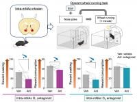 Effect of mNAc dopamine receptor inhibition on reward seeking and reward consumption.