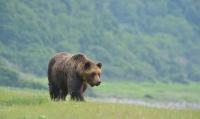 A male brown bear observed in the Rusha area on the Shiretoko Peninsula, Hokkaido, in 2018. Photo taken by Yuri Shirane.
