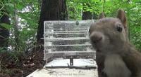 An urban Eurasian red squirrel and the novel food-extraction task in Tsuda Park at Obihiro