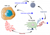 Hypothesis for mechanism of action of IL-34 in TNBC