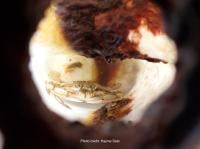 A large, live swimming crab, Portunus sanguinolentus entrapped inside the bottle. (Hajime Sato / Hiroshima University)