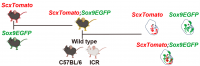 Figure 1. Breeding strategy for ScxTomato;Sox9EGFP double-reporter mice
