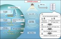 Scheme of safety evaluation by DANGER analysis 