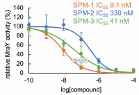 The sphaerimicin analogs (SPMs) inhibit the activity of MraY, and hence the replication of bacteria, with different degrees of effectiveness. The potency of the analog increases as the IC50 decreases (Takeshi Nakaya, et al. Nature Communications. December 20, 2022). 