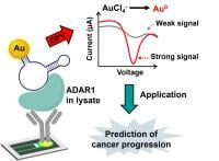 Figure. A novel electrochemical biosensor for the detection of ADAR1 in cells is expected to be useful in cancer prognosis.