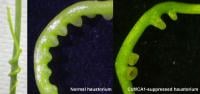 Normal vine (left) and gene-suppressed vine (right)