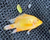 Sought after in the aquarium trade for their vibrant golden hue, Flowerhorn cichlids are becoming a concerning invasive presence in Lake Sampaloc. SOURCE: Gasmen, 2026.