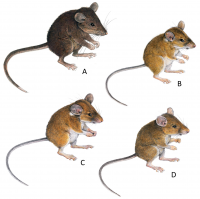 Four forest mice species endemic to Mindoro