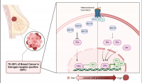 Loss of Gα13 in ER+ breast cancer cells leads to increased cell growth and tumour development.
