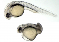 Zebrafish embryos with a normally formed notochord and an abnormal, severely shortened notochord.