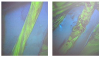 Fluorescein-enhanced contrast imaging shows a rabbit’s normal sciatic nerve, left, and a damaged one
