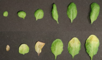 Wild-type Arabidopsis thaliana compared to the plant with a mutation.