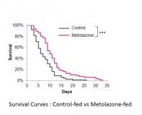 Survival Curves